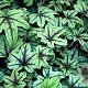Heucherella 'Kimono' GM P9
