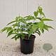Heptacodium miconioides 40-50 cm 2,5L