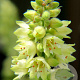 Heuchera 'Thomas' GM P9