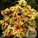 Heucherella 'Golden Zebra' GM P9