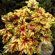 Heucherella 'Golden Zebra' GM P9