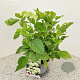 Hydrangea a. 'Annabelle' 30-40 cm 2,5L