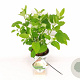 Hydrangea a. Strong Annabelle 30-40 cm 3,0L