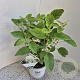 Hydrangea a. Strong Annabelle 30-40 cm 3,0L
