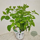Hydrangea a. Strong Annabelle 30-40 cm 5,0L