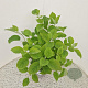 Hydrangea a. Strong Annabelle 40-50 cm 5,0L