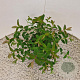 Hypericum 'Hidcote' 30-40 cm 2,5L