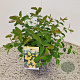 Hypericum 'Hidcote' 30-40 cm 2,5L