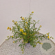Hypericum kalmianum 'Gemo' 30-40 cm 2,5L