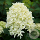 Hydrangea pan. 'Frenne' 125-150 cm met kluit struik