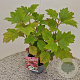 Hydrangea querc. 'Snowflake' 30-40 cm 2,5L