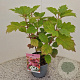 Hydrangea querc. 'Snowflake' 30-40 cm 2,5L