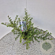 Ilex crenata 'Convexa' 30-40 cm 2,5L