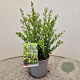 Ilex crenata 'Caroline Upright' 40-45 cm 2,5L