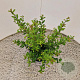 Ilex crenata 'Caroline Upright' 40-45 cm 2,5L