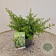 Ilex crenata 'Stokes' 30-40 cm 2,5L