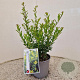 Ilex maximowicziana kanehirae 40-45 cm 2,5L