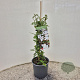 Jasminum officinale 70-80 cm 2,5L