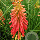 Kniphofia 'Papaya Popsicle' GM P9