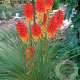 Kniphofia 'Papaya Popsicle' GM P9