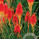 Kniphofia 'Papaya Popsicle' GM P9