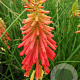 Kniphofia 'Papaya Popsicle' GM P9
