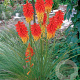 Kniphofia 'Papaya Popsicle' GM P9