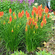 Kniphofia 'Papaya Popsicle' GM P9