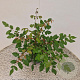 Koelreuteria paniculata 30-40 cm 2,5L