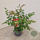 Koelreuteria paniculata 30-40 cm 2,5L