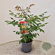Koelreuteria paniculata 30-40 cm 2,5L