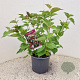 Leycesteria formosa 40-50 cm 3,0L