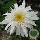 Leucanthemum (S) 'Stina' GM P9