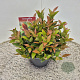 Leucothoe 'Zeblid' 25-30 cm 2,5L