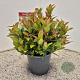Leucothoe 'Zeblid' 25-30 cm 2,5L