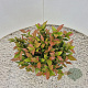 Leucothoe 'Zeblid' 25-30 cm 2,5L
