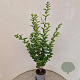 Ligustrum ovalifolium 100-120 cm 4,5L