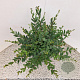 Ligustrum vulg. 'Lodense' 40-45 cm 4,5L