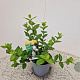 Lonicera fragrantissima 30-40 cm 2,5L