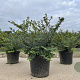Lonicera nit. 'Elegant' 20-30 cm C1.5