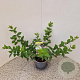 Lonicera purpusii 'Winter Beauty' 30-40 cm 2,5L
