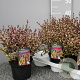 Lophomyrtus ralphii 'Purpurea Nana' 30-40 cm 5,0L