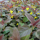 Lysimachia ciliata 'Firecracker' GM P9