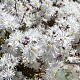 Lychnis flos-cuculi Petit Henri GM P9