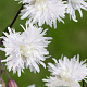 Lychnis flos-cuculi Petit Henri GM P9