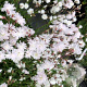 Lychnis flos-cuculi Petit Henri GM P9