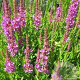 Lythrum Robin GM P9