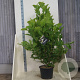 Magnolia kobus 150-175 cm 20L meerstammig