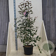 Malus 'Rudolph' 150-175 cm 20L meerstammig