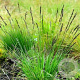 Molinia caerulea 'JS Aha Erlebnis' GM P9